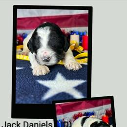 Jack Daniels (JD) - Parti male Goldendoodle puppy in Water Valley, Mississippi from Olympian Doodles