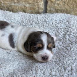 Trifle - Dapple male Dachshund puppy in Evansville, Indiana from Pixie Dust Dachshunds