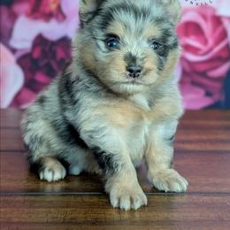 Bruno - Blue merle male Pomeranian puppy in Fultonville, New York from Sandy Aussies & Pomeranians