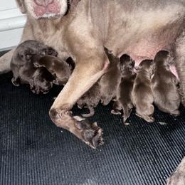 2 - Chocolate male Labrador Retriever puppy in Newton Grove, North Carolina from Wayalife Labradors & Gsp’s