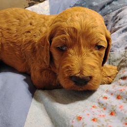 Teddy - Red  male Goldendoodle puppy in Apache Junction, Arizona from Loving Doodle