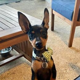 Miniature Pinscher Puppies from Hat Trick Miniature Pinschers
