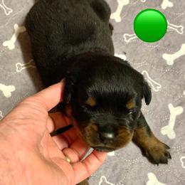 Green collar - Black and mahogany male Rottweiler puppy in Cleveland, Tennessee from Thomas Rotts