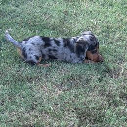 Tubby - Dapple female Dachshund puppy in Pleasant Plains, Arkansas from JGBs Silver Spur Dachshunds