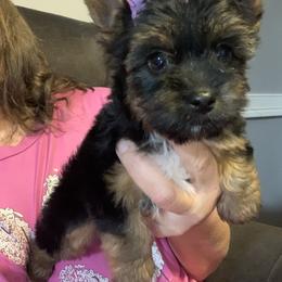 Girl 2 1500 - Black and tan female Yorkshire Terrier puppy in Douglas, Georgia from Southern Georgia Yorkies and biewers