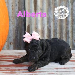 Alberta - Phantom female Bernedoodle puppy in Heyworth, Illinois from Cobble Creek Puppies