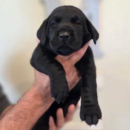 1st Boy - Black male Labrador Retriever puppy in Decatur, Indiana from Sporting Ridge K9’s