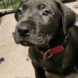 Achilles - Red collar - Black male Great Dane puppy in Albany, Oregon from Red Cloud Australian Shepherds and DeGray Great Danes & Bulldogs