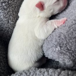 West Highland White Terrier Puppies from Northshore Chicago Westies