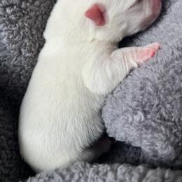 West Highland White Terrier Puppies from Northshore Chicago Westies