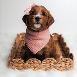 Willow - Red  female Goldendoodle puppy in New Lenox, Illinois from New Doods On The Block
