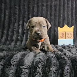 Orange collar - Gray and fawn male Cane Corso puppy in Fritch, Texas from Carrie Brown's Cane Corsos