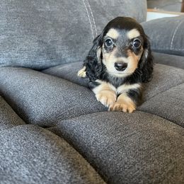 Darcy - Black and cream Dachshund puppy in Perris, California from Doxie_pupps