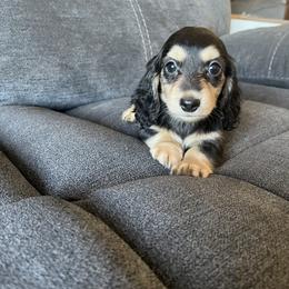 Darcy - Black and cream Dachshund puppy in Perris, California from Doxie_pupps