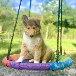 Tamatoa - Sable and white male Collie puppy in St Augustine, Florida from Saltwater Collies LLC
