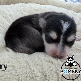 Larry - Black and white male Pomsky puppy in Eastman, Georgia from Once Upon A Pomsky