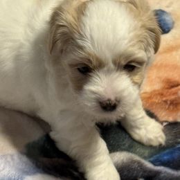 Rose - Black and white female Coton de Tulear puppy in Florida from Dynasty Cotons of Florida