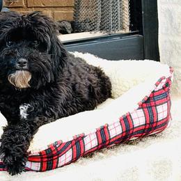 Ollie - Cavapoo