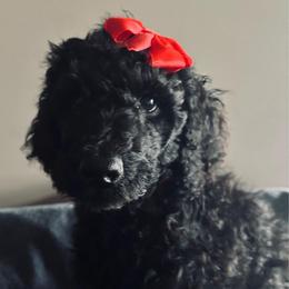 Red - Black female Poodle puppy in Danville, Indiana from Traci's Poodles