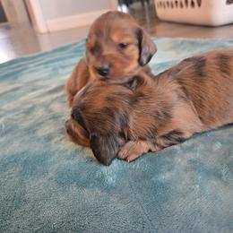Sugar cookie - Dapple female Dachshund puppy in Lincolnton, North Carolina from Oakview Kennels