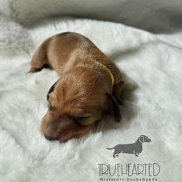 Monica - Red female Dachshund puppy in Royse City, Texas from Truehearted Miniature Dachshunds