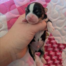 Baxter - Black and white male Chihuahua puppy in Amity, Pennsylvania from Baxters Chihuahuas