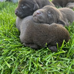Labrador Retriever Puppies from Little River Labradors