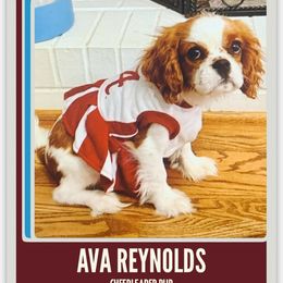 Cavalier King Charles Spaniel Puppies from Reynolds Farms Cavaliers