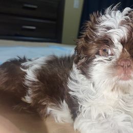 Boy 1 - Liver and white Shih Tzu puppy in Garland, Texas from Bibi’s Exclusive Shih Tzus