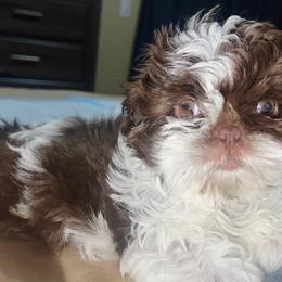 Boy 1 - Liver and white Shih Tzu puppy in Garland, Texas from Bibi’s Exclusive Shih Tzus