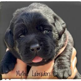 Black Boy 1 - Black male Labrador Retriever puppy in Malabar, Florida from Mythic Labradors, LLC