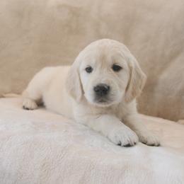 White Collar - Light golden female Golden Retriever puppy in Roseburg, Oregon from Unbound Goldens