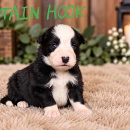 Captain Hook - Black male Border Collie puppy in Sanger, California from Flying M Cactus Ranch Buddies