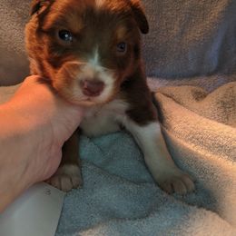 Australian Shepherd Puppies from Rockin' Aussies