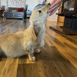 Sagitta - Dachshund