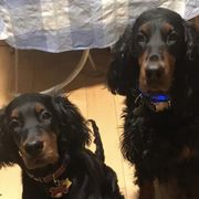 Gordon Setters from Gordon’s of Hilton Castle