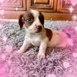 Emma - Piebald female Dachshund puppy in Aiken, South Carolina from State Eight Dachshunds