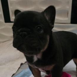 Mr Bean - Black and tan male French Bulldog puppy in Fort Worth, Texas from MTO KENNELS