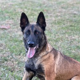 Cee Cee - Belgian Malinois