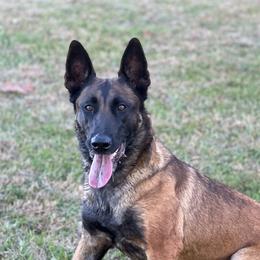 Cee Cee - Belgian Malinois
