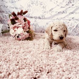 Bernedoodle and Labradoodle Puppies from Royal Doodles