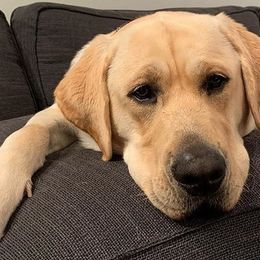 Labrador Retrievers from Love Bug Labs