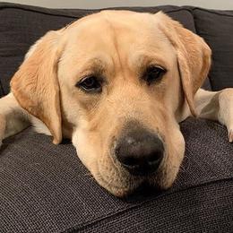 Labrador Retrievers from Love Bug Labs