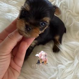 Marvin - Black and tan male Yorkshire Terrier puppy in Riverside, California from Heaven_sent_toy_yorkies