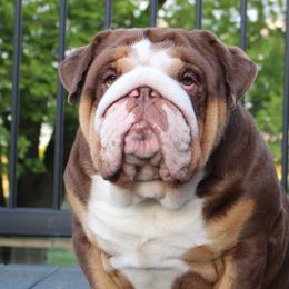 Cisco - Bulldog