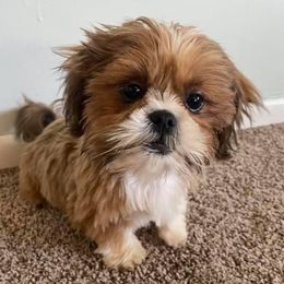 Shih Tzus from South Central Shih Tzus
