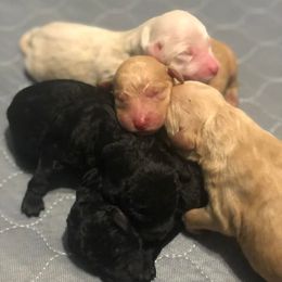 Goldendoodles from Drew’s Doodles