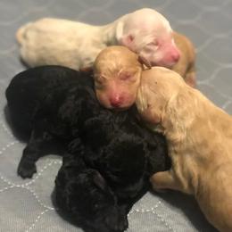 Goldendoodles from Drew’s Doodles