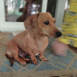Kia - Dachshund