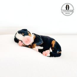 Pink Collar Female - Loop - Tri-color female Bernese Mountain Dog puppy in Lebanon, Ohio from 3|17 Korte Bernedoodles LLC